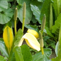 American Skunk Cabbage